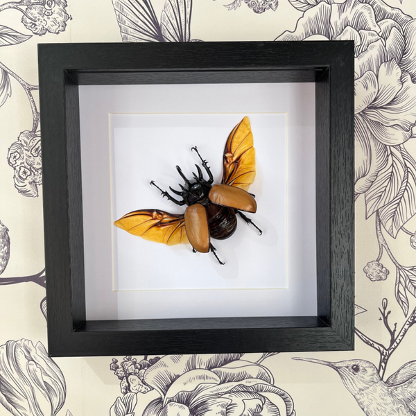 Eupatorus Gracilicornis