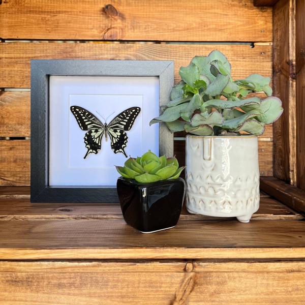 Papilio Xuthus