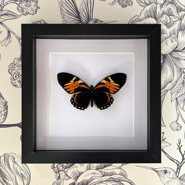 Papilio Antimachus
