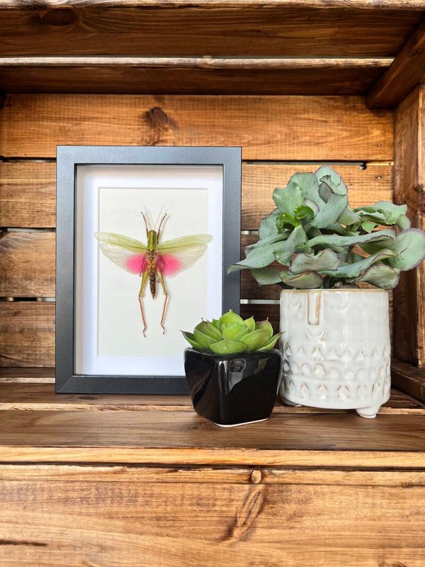 Pink grashopper