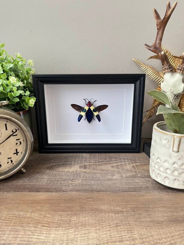 Chrysochroa Buqueti Rugicollis