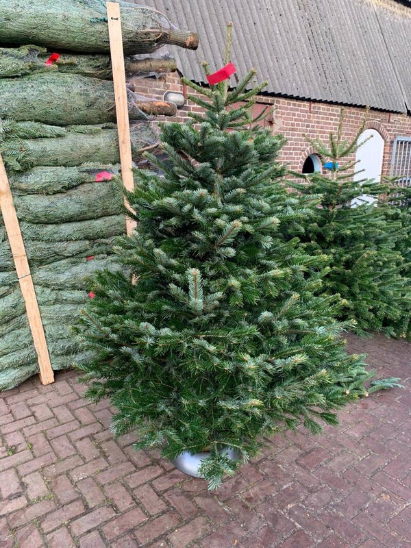 Kerstboom Nordmann