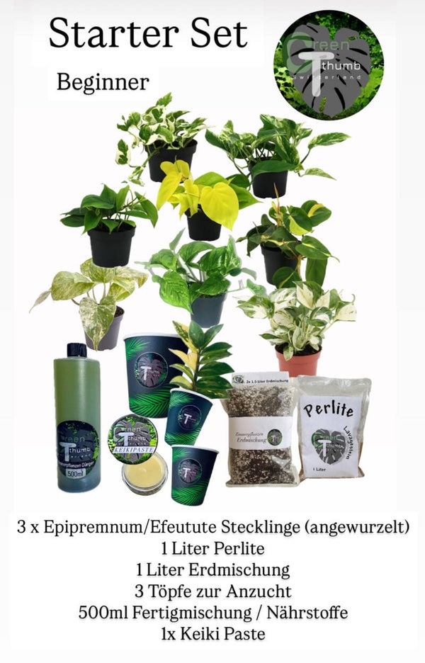 Startet Set / Efeutute