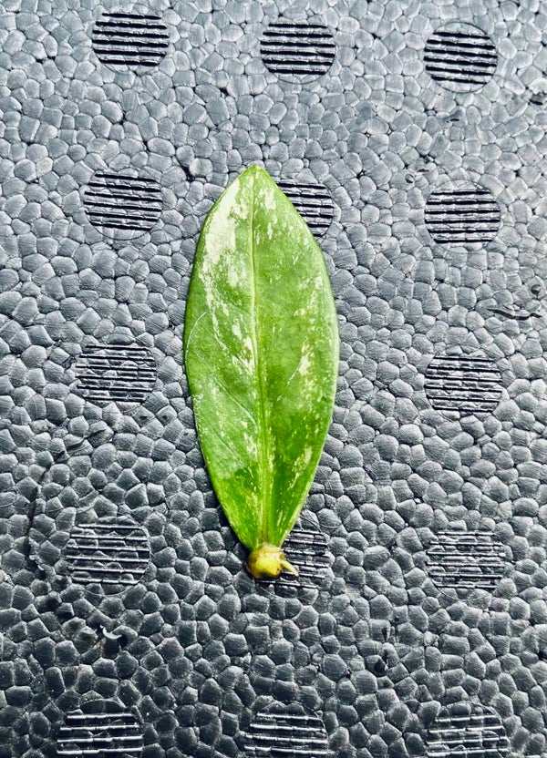 Zamioculcas Zamiifolia Variegata