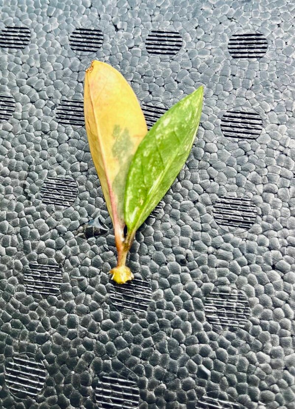 Zamioculcas Zamiifolia Variegata