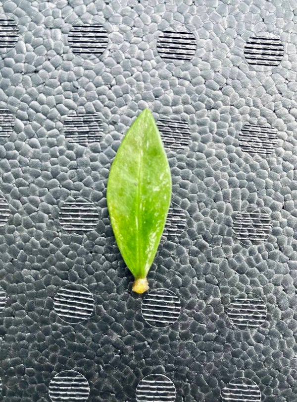 Zamioculcas Zamiifolia Variegata