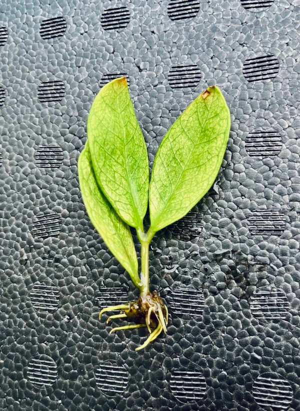 Zamioculcas Zamiifolia Chameleon