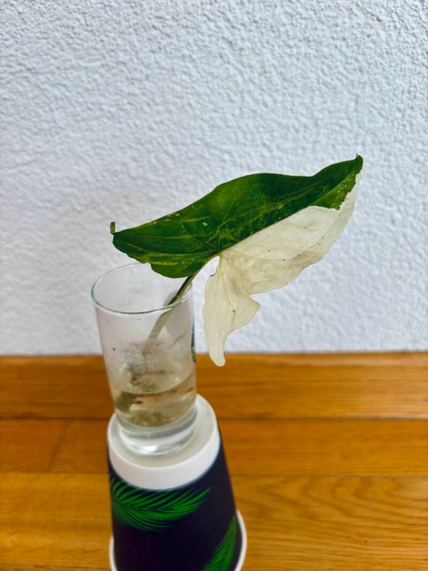 Syngonium Podophyllum Albo Variegata