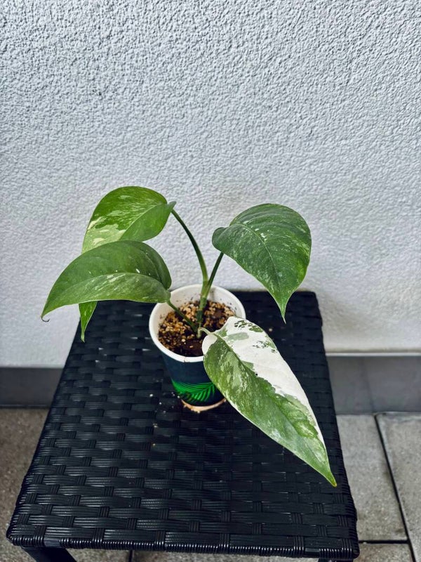 Epipremnum Pinnatum Albo Variegata