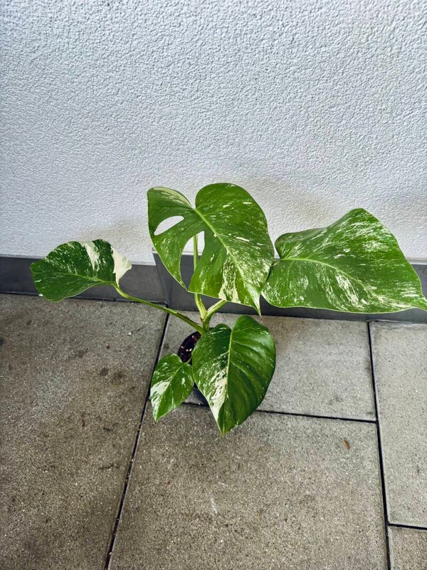 Monstera Deliciosa Albo Variegata