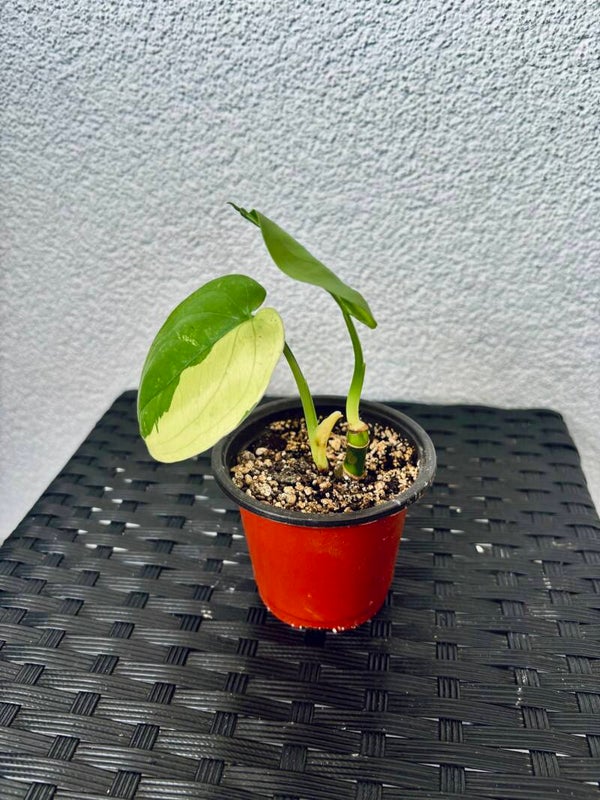 Syngonium Chiapense Variegata