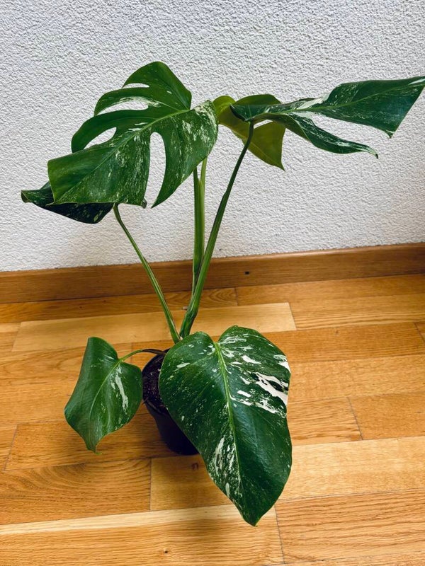 Monstera Deliciosa Albo Variegata