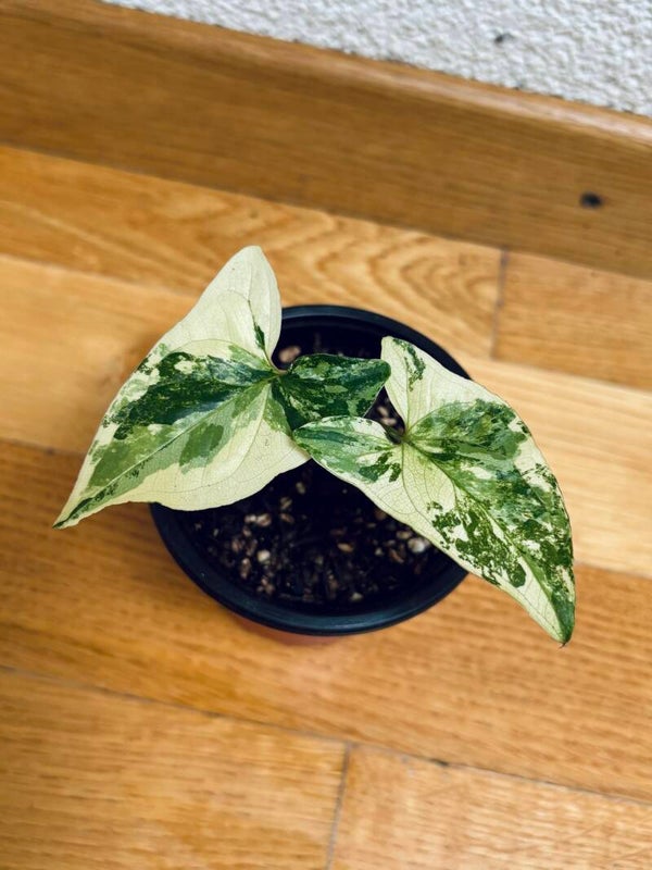 Syngonium Podophyllum Albo Variegata