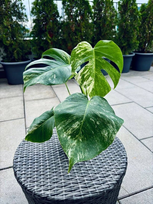 Monstera Deliciosa Albo Variegata