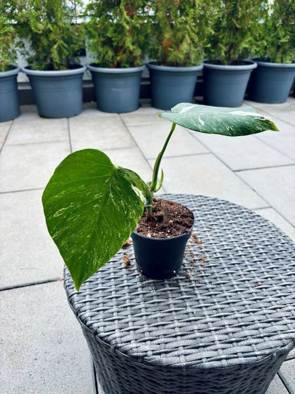 Monstera Deliciosa Albo Variegata