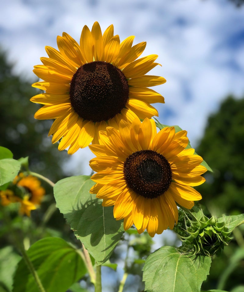 Photo of two large, very sunny, yellow sunflowers with bold brown centers. Background has a bright blue sky with light white cloud cover, flanking treetops and full green sunflower leaves and blooms.