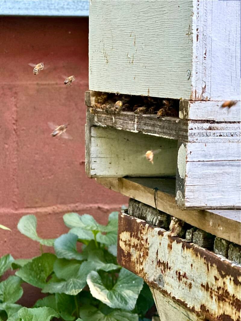 Entry to a white,  home made honeybee box on a worn metal and wood platform. Bees are flying in and out and clustered at the entry. There are green violet leaves and a brick red wall in background