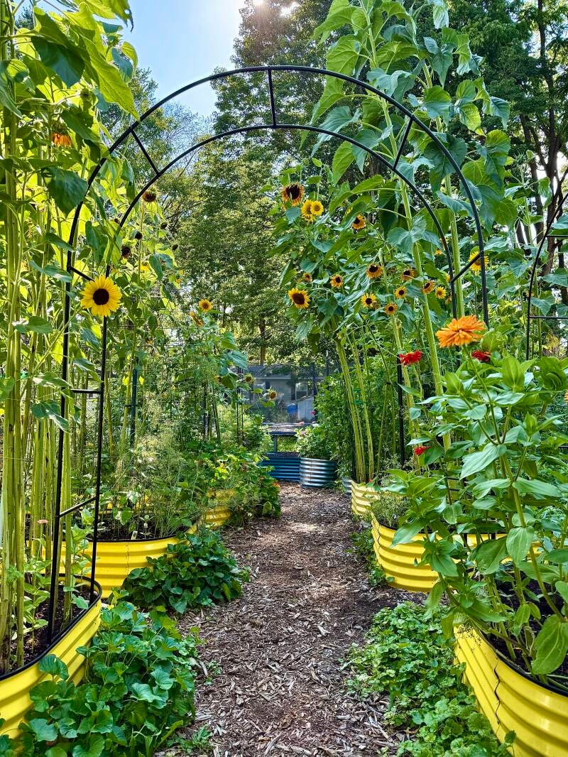 a row of yellow raised garden beds flank a mulch pathway, sunflower blooms tower above, a black arch way in the nearest bed awaits vines, red & orange zinnea are in the right foreground, greenary abounds