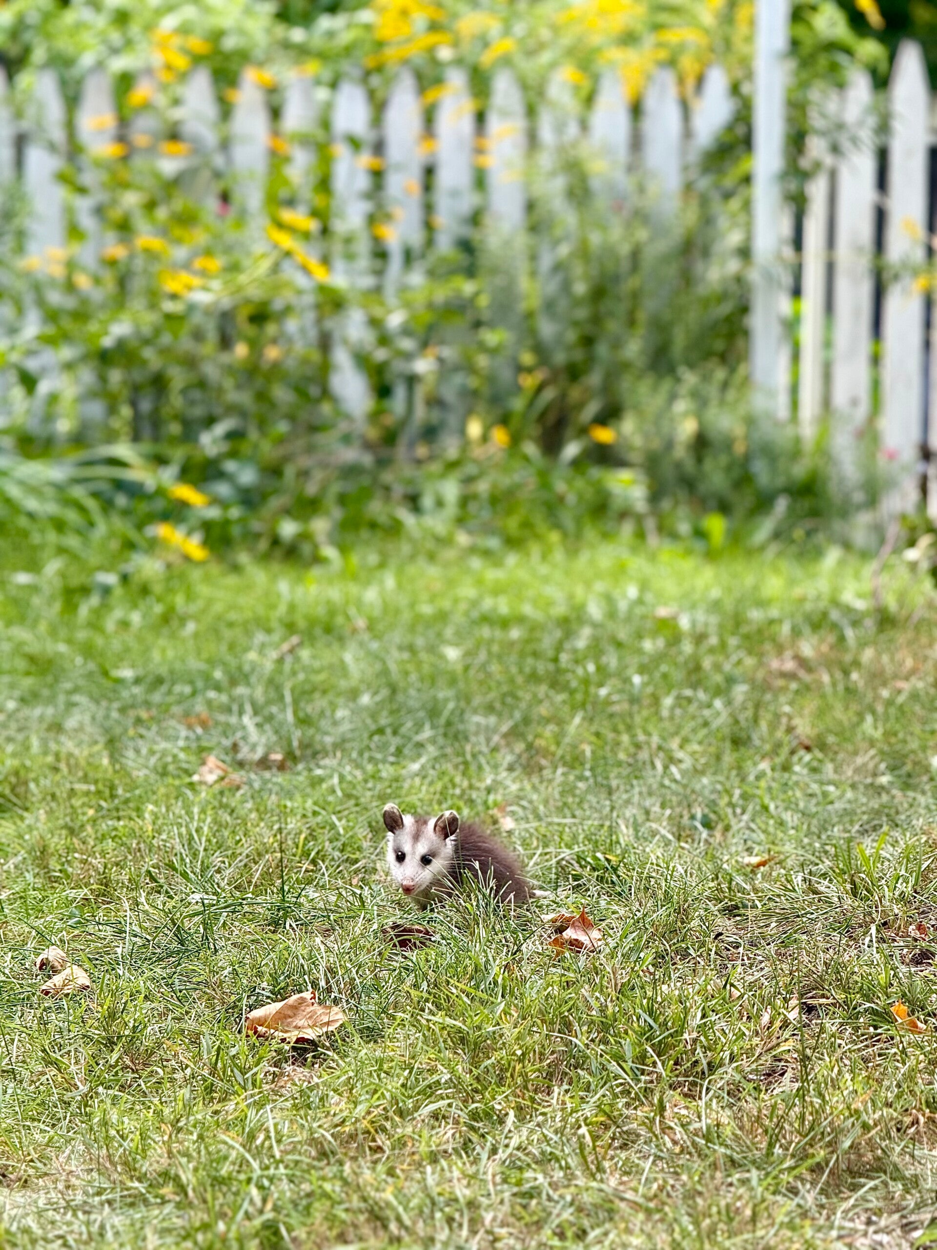 small, fits in your hands sized, opossom centered in a spance of untidy grass, looking at the camera. In the background at the top third of the photo is a white picket fence and many flowering plants adding spots of gold 