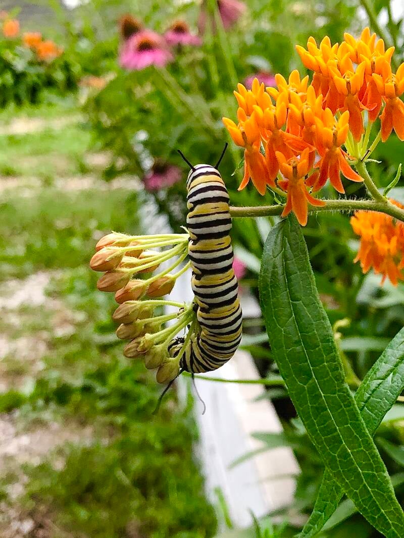 a chubby black, white &yellow striped monarch caterpillar dangles from a butterflyweed stem. with open orange flowers to the right& inclosed buds to the left. the background is our of focus& full of greenery& pops of purple& orange flowers