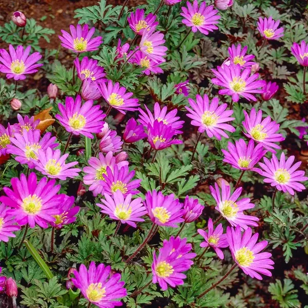Anemone violet star - prijs per stuk
