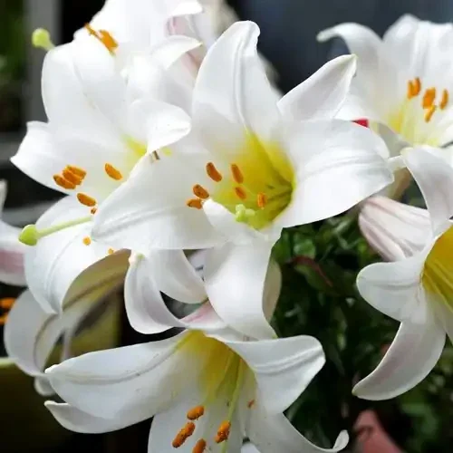 Lilium candidum - prijs per stuk