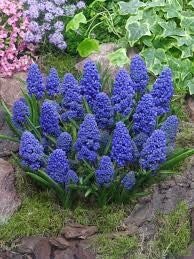 Muscari bleu spike - prijs per stuk