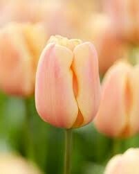 Tulipa apricot foxx - prijs per stuk