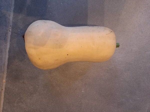 Pompoen Butternut - prijs per kg