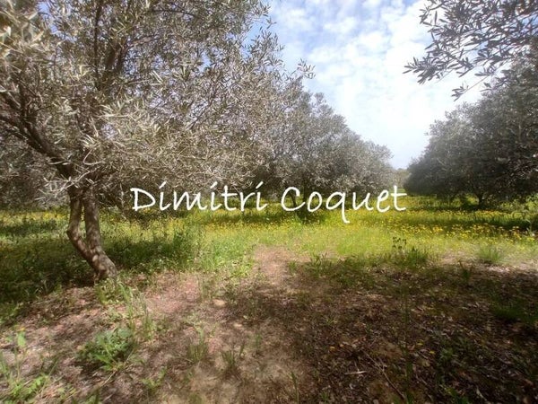 Oliveraie sur terrain agricole de 1,2 ha 34120 Pezenas