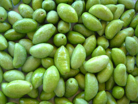 Olive Lucques du Languedoc