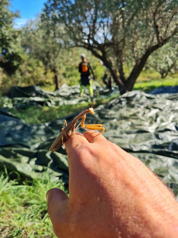 ADOPTION D' OLIVIER(S)