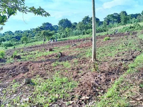 Land