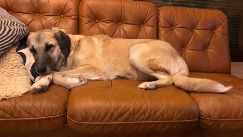 Anne total entspannt auf dem Sofa