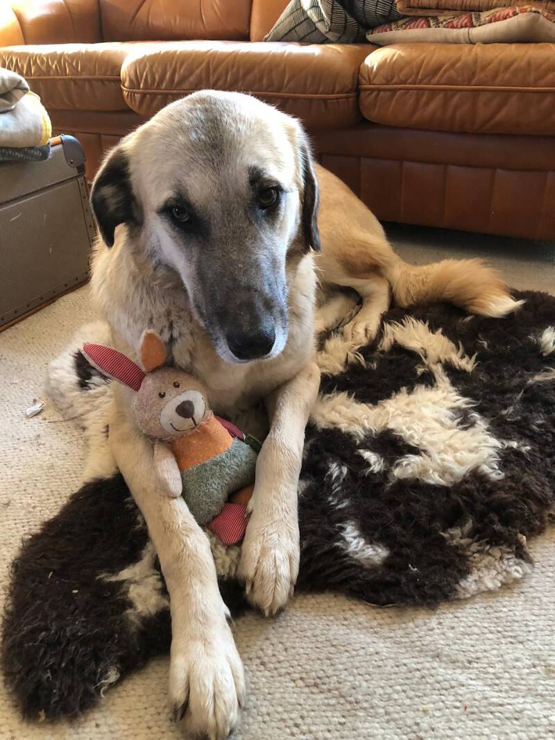 Anne liegt mit ihrem Spielzeug auf einem Fell