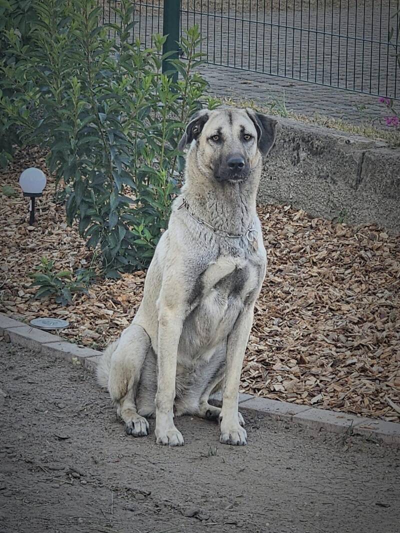 Arya sitzend im Freien