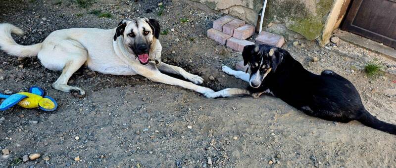 Arya zusammen mit Maya liegend