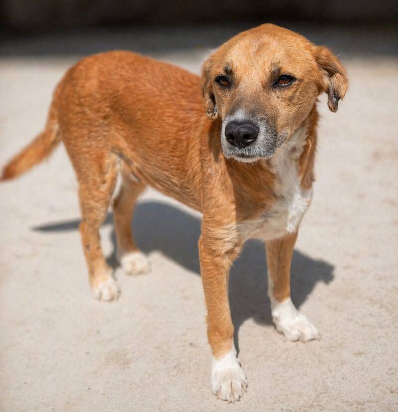 Benji