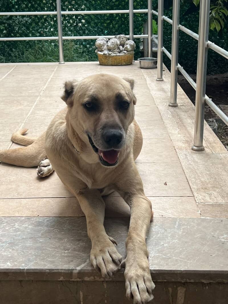 Bonnie