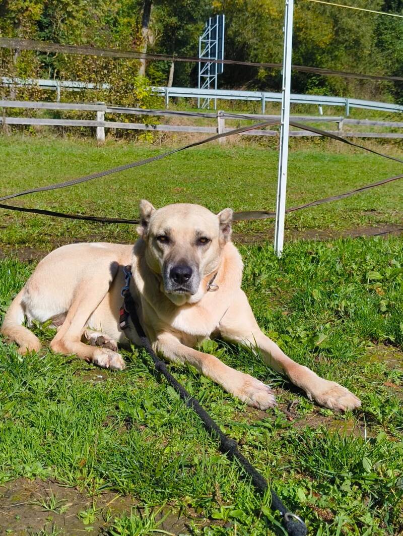 Bonnie auf der Wiese