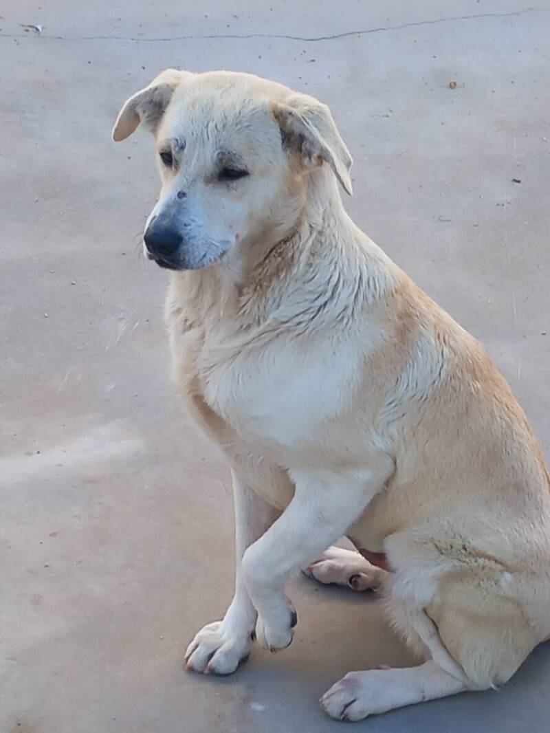 Chloe sitzt und gibt Pfötchen