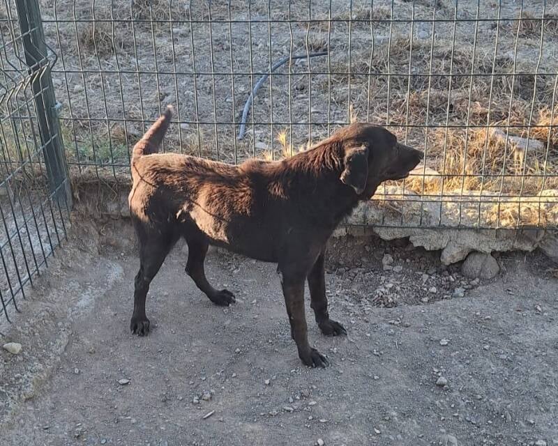 Elli