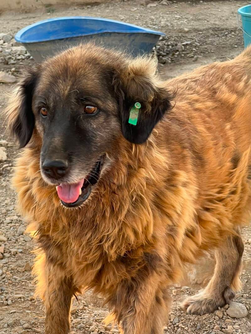 Frieda