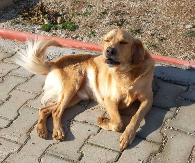 Leo liegt auf der Seite und lächelt in die Kamera