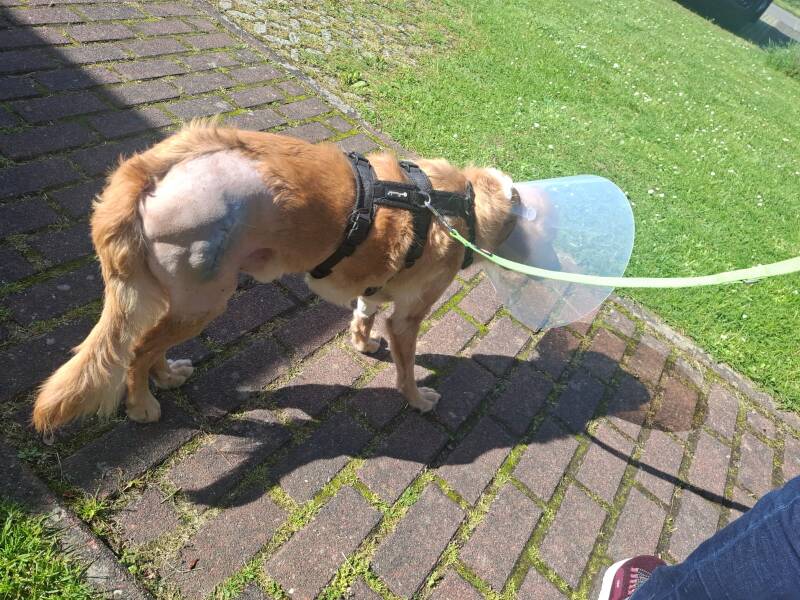 Leo mit OP-Wunde