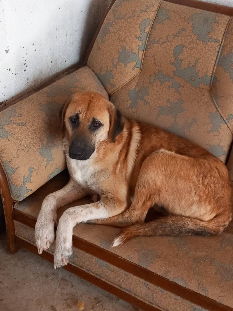 Milo liegt entspannt auf dem Sofa