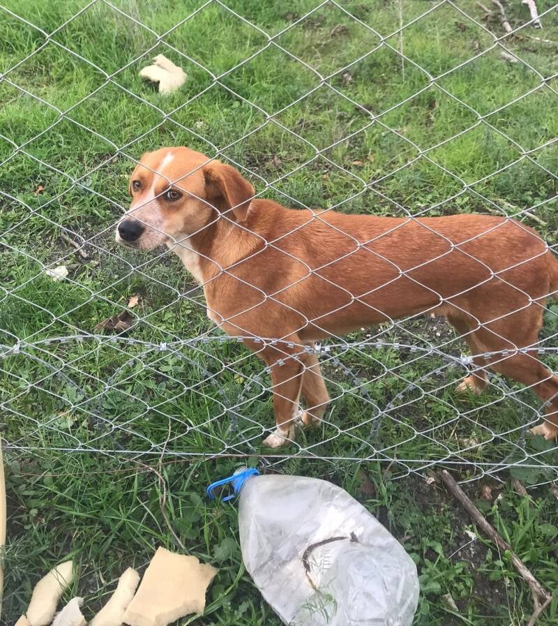 Nylah blickt durch einen Zaun