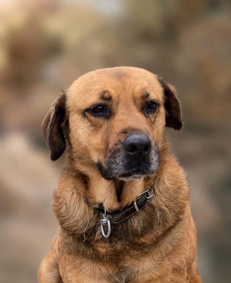 Ronja