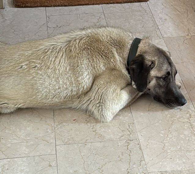 Samir liegt auf dem Boden. Träumt er von einem richtigen Für-Immer-Zuhause?