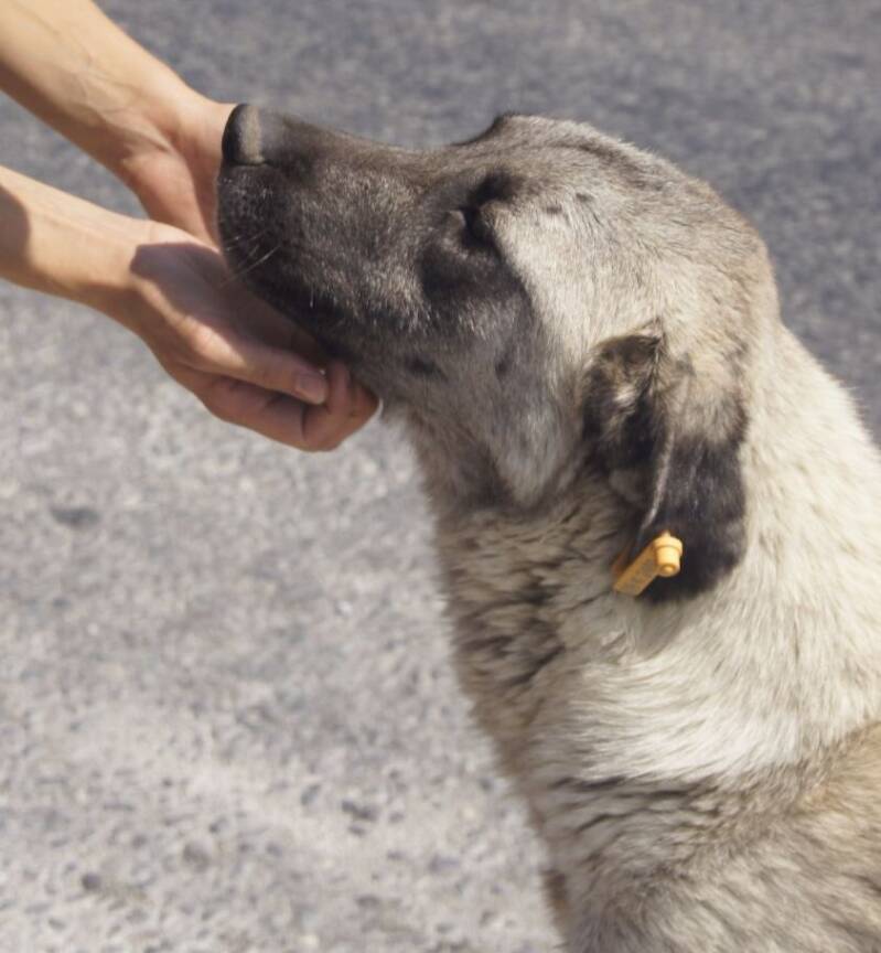 Samir lässt sich am Kinn kraulen